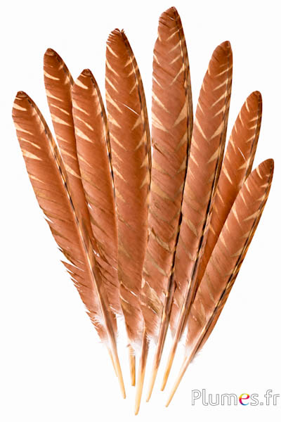 Pavone blu - 35-40 cm - marrone naturale-oro